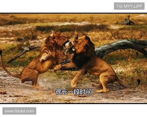 乱世之中足球明星的纷争与荣耀交织的传奇故事